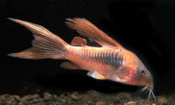 Corydoras aeneus long fin