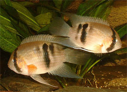 Aequidens maroni L