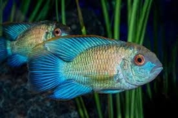 Andinoacara pulcher neon blue