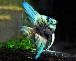 Pterophyllum scalare Blue Marbled 3 - 3,5 cm   