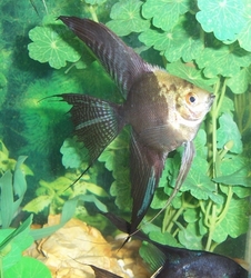 Pterophyllum scalare Jaguar(Map,California) 4 - 4,5 cm   