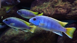 Pseudotropheus acei Luwala 4-5 cm
