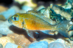 Callochromis macrops