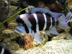 Cyphotilapia frontosa 3 - 4 cm