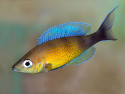 Cyprichromis lept. jumbo turquise flame 5 - 6 cm