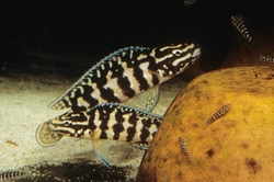 Julidochromis transcriptus gombi