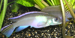 Nanochromis parilus XL