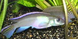 Nanochromis parilus XL