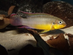 Pelvicachromis taeniatus lobe XL