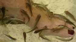 Garra rufa /Doctor Fish/  