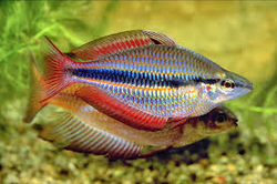 Melanotaenia trifasciata Goyer river red 4 - 5 cm  