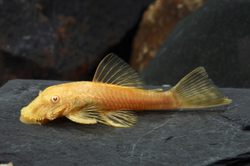 Ancistrus albino > 7 cm  