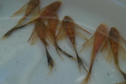 Ancistrus red black long fin 5 - 6 cm