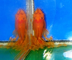 Ancistrus sp. super red