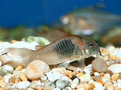 Corydoras aeneus / schultzei 3 cm