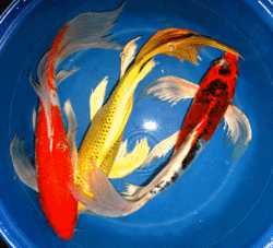 Cyprinus carp. koi butterfly