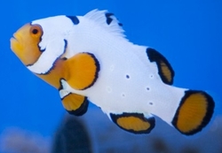 Amphiprion ocellaris - snow onyx    