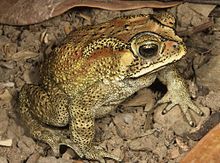 Bufo (Duttaphrynus) melanosticus