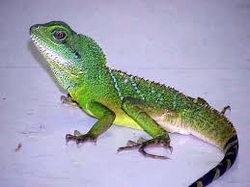 Physignathus cocincinus