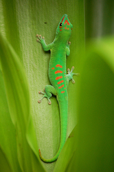 Phelsuma madag.grandis