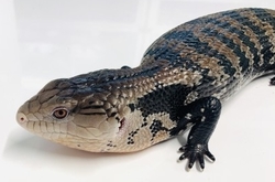 Tiliqua gigas BIAK