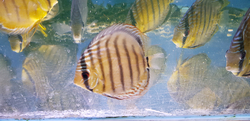 Symphysodon tarzoo "Tefe Green Few spotted Discus" WILD  XXL