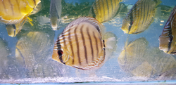 Symphysodon tarzoo "Tefe Green Few spotted Discus" WILD L  