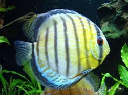 Symphysodon tarzoo "Tefe Green Few spotted Discus" WILD  XXL