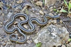 Thamnophis sauritus/proximus