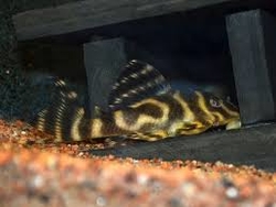 L270 Hypancistrus sp. "Chocolate Zebra" Wild