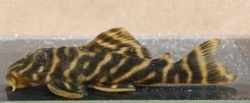 L270 Hypancistrus sp.