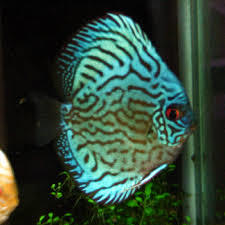 Symphysodon sp. Royal Blue Turquoise(China grade AAA) XL 