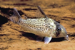 Corydoras delphax 4,5 cm