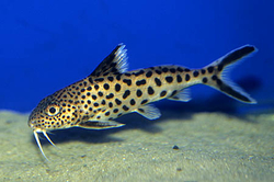 Synodontis multipunctatus sp.