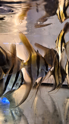 Pterophyllum altum "Ventuari - Orinoco" Wild S-M