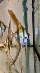 Pterophyllum altum "Ventuari - Orinoco" Wild S-M