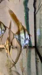 Pterophyllum altum "Orinoco" EU Breed ML 