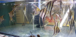 Pterophyllum altum "Orinoco" Wild 