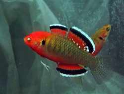 Hypseleotris compressa "Empire gudgeon"