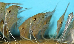 Pterophyllum cf. Leopoldi 