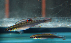 Crenicichla cf.regani  Orinoco Wild