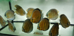 Symphysodon aequifasciatus "Lake Turere Rose/Orange/Red " Wild XL