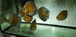 Symphysodon aequifasciatus "Lake Turere Blue/Rose Semi Royal" Wild XXL