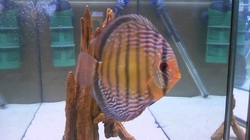 Symphysodon aequifasciatus Blue Royal WF