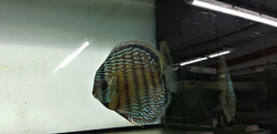 Symphysodon aequifasciatus "Lake Turere Blue/Rose Red Royal" Wild XXL  