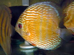 Symphysodon axelrodi "Maracana" WFNZ Breed F1 SM