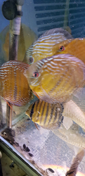 Symphysodon aequifasciatus axelrodi "Red Royal Curipera(Cuipeua) Wild" XL