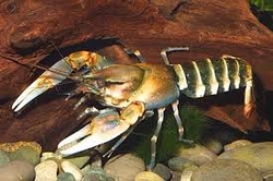 Cherax sp. Papua Tiger