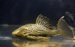 L027 Panaque armbrusteri Tapajos Wild