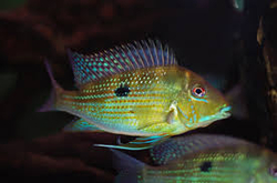Geophagus argyrostictus XINGU Wild M - Perleťovka stříbroskvrnná 